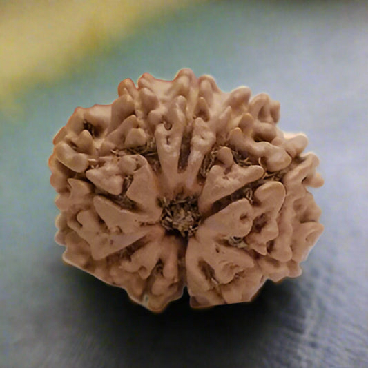10 Mukhi Nepali Rudraksha