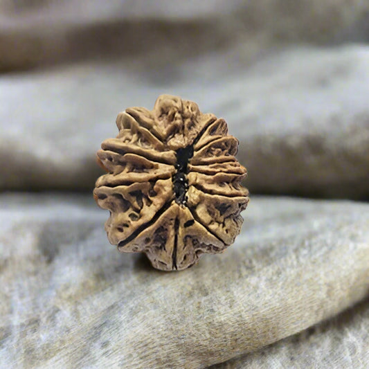 12 Mukhi Rudraksha