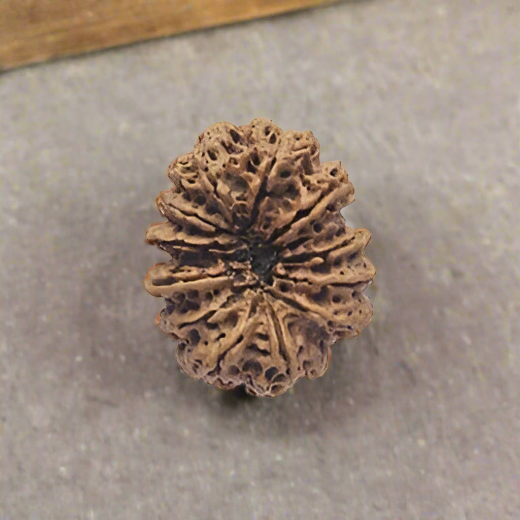 Nepali Rudraksha