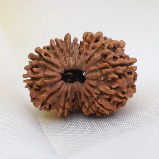 14 Mukhi Nepal Rudraksha bead