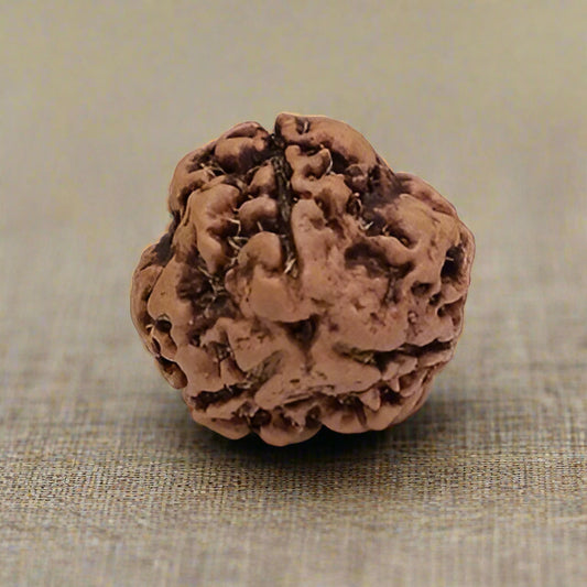 3 Mukhi Rudraksha Bead