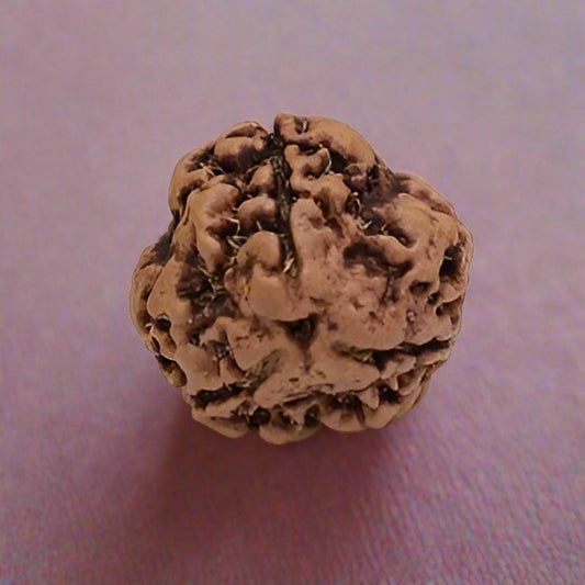 3 Mukhi Rudraksha