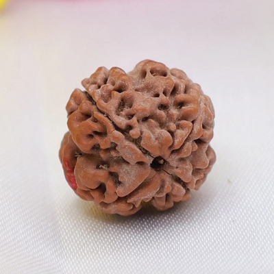 Rudraksha seed