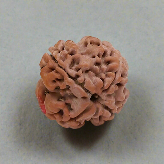 4 Mukhi Nepali Rudraksha