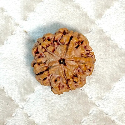 single Rudraksha bead