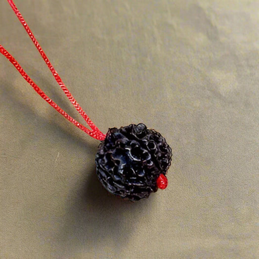 5 Mukhi Nepali Rudraksha
