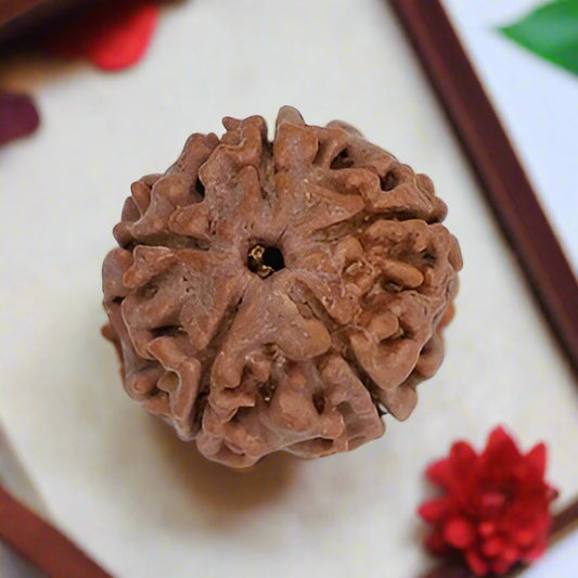 5 Mukhi Rudraksha