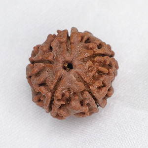 5 Mukhi Nepali Rudraksha bead
