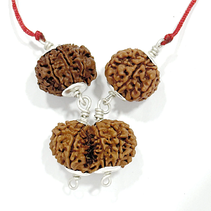 7 Mukhi Gauri Shankar Rudraksha
