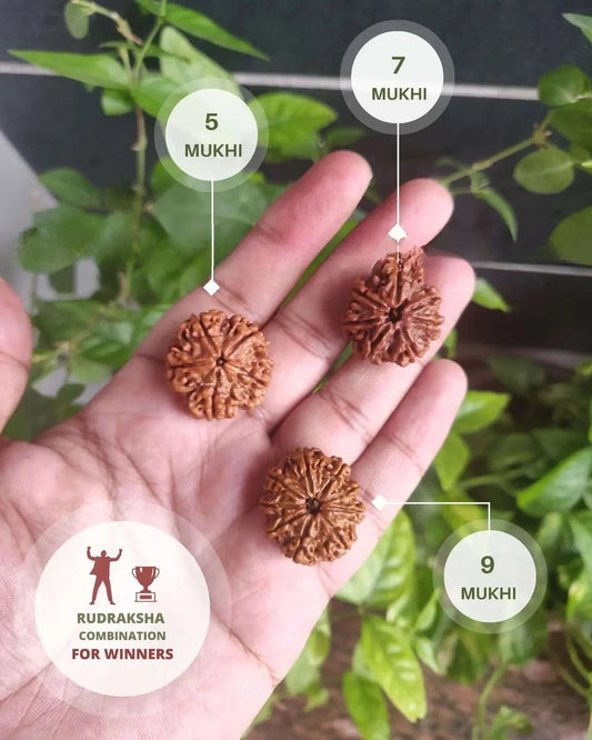 Rudraksha seeds