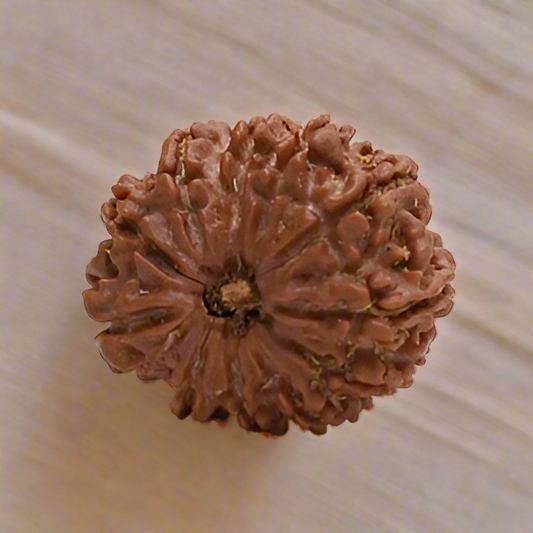 11 Mukhi Nepali Rudraksha bead