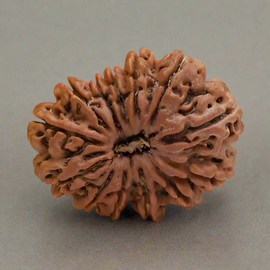 13 Mukhi Rudraksha