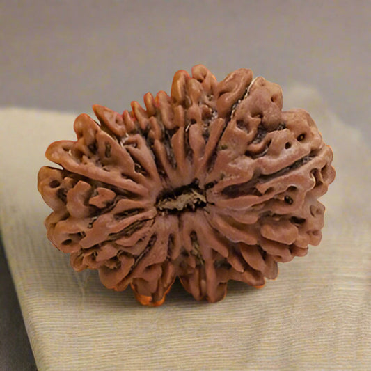 13 Mukhi Rudraksha