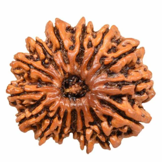 15 Mukhi Rudraksha bead