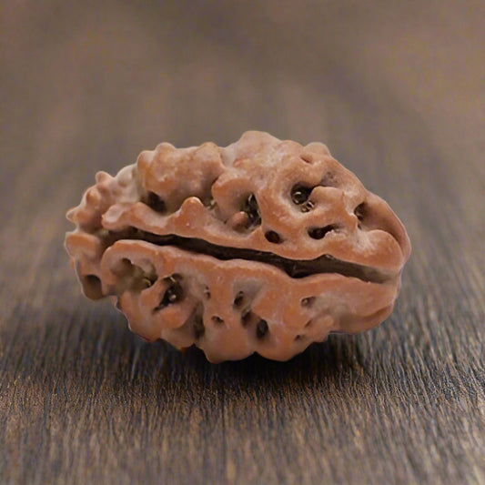 single Mukhi Nepali Rudraksha bead