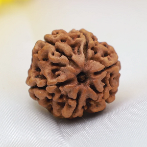 6 Mukhi Nepali Rudraksha bead