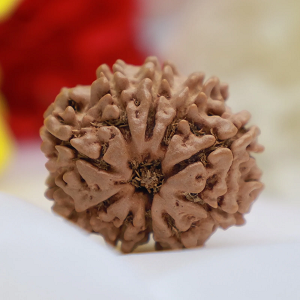 Brown Rudraksha bead