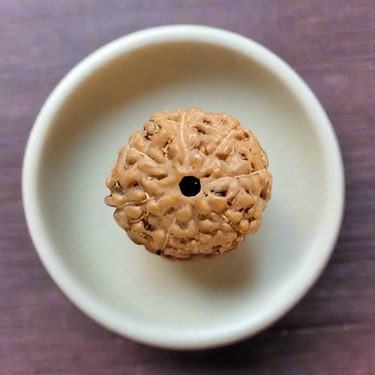small 8 Mukhi Indonesian Rudraksha