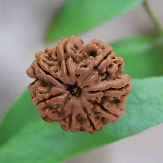 8 Mukhi Rudraksha