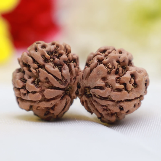 Two Gauri Shankar Rudraksha beads