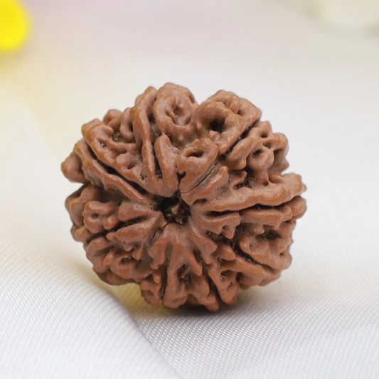 8 Mukhi Nepal Rudraksha bead