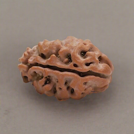 2 Mukhi Rudraksha