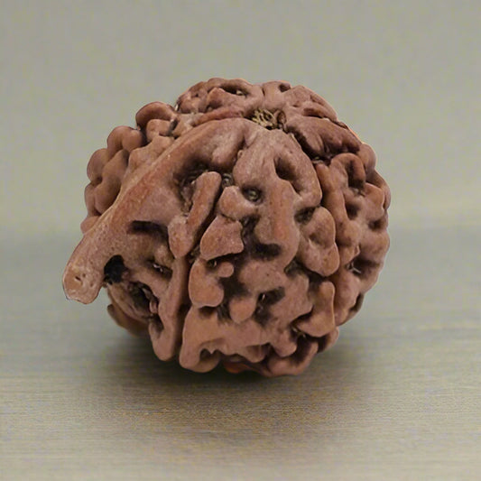 Ganesha Rudraksha