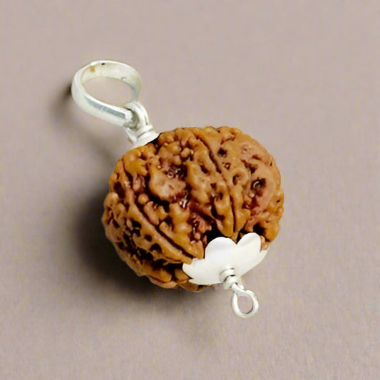 Nepali 6 Mukhi Rudraksha