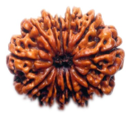12 Mukhi Rudraksha bead