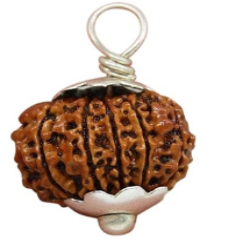 12 Mukhi Indonesia Rudraksha