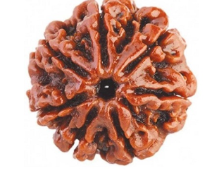 Seven Mukhi Nepali Rudraksha Bead