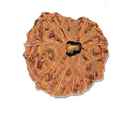 13 Mukhi Indonesia Rudraksha