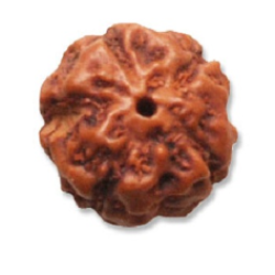 5 Mukhi Indonesian Rudraksha