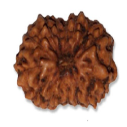 8 Mukhi Indonesian Rudraksha bead