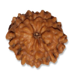 9 Mukhi Rudraksha bead,