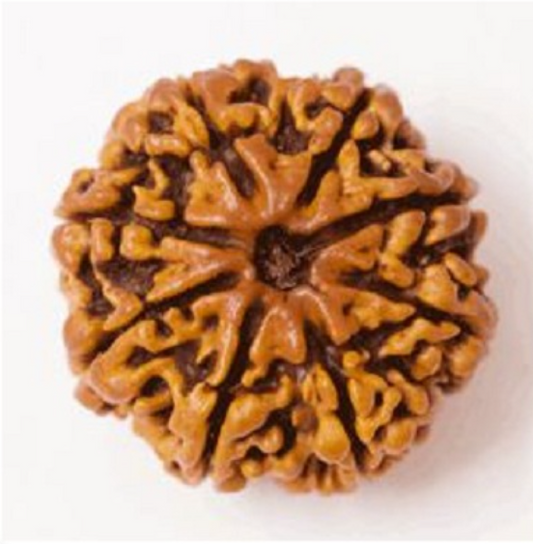 8 Mukhi Rudraksha