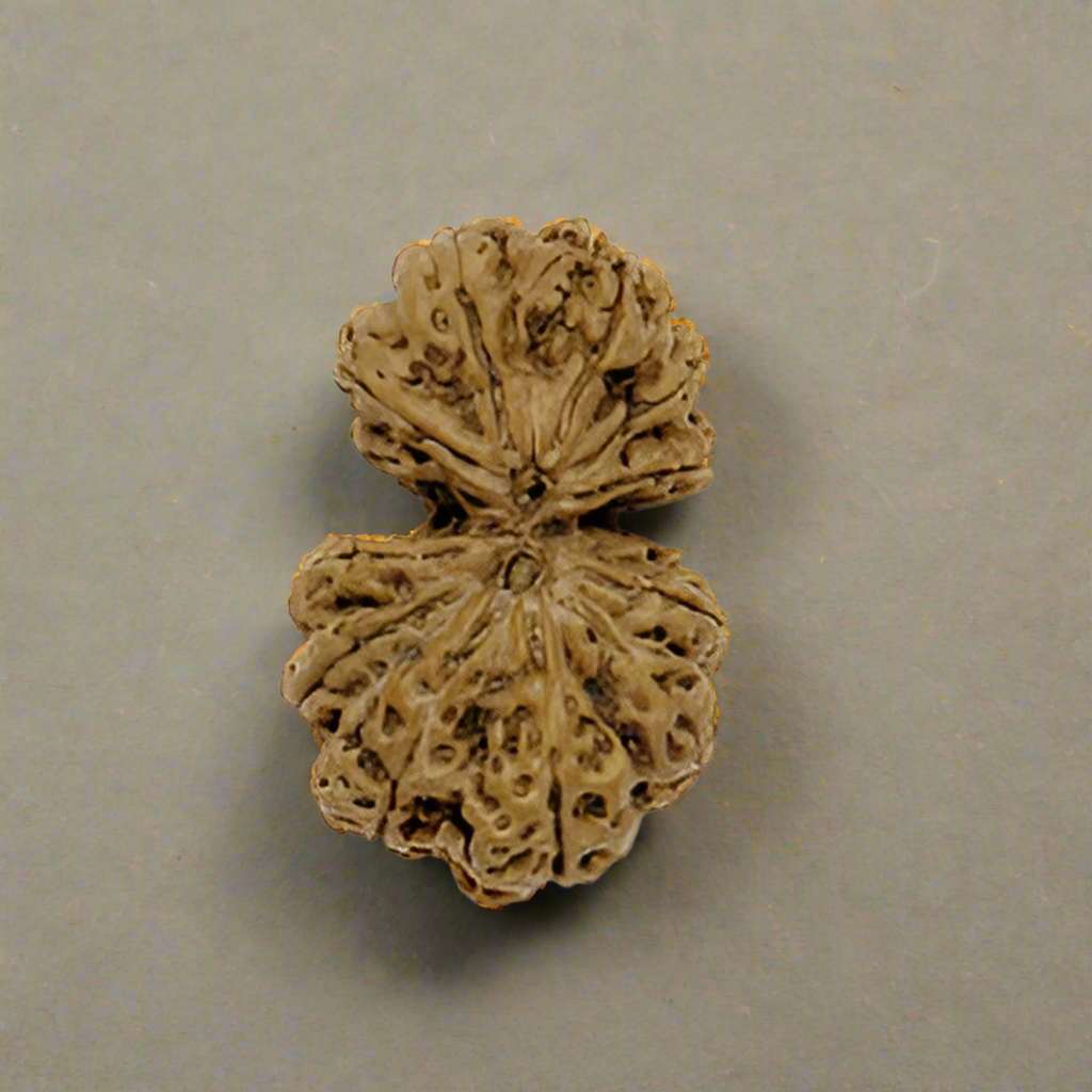 World’s Largest Gaurishankar Rudraksha
