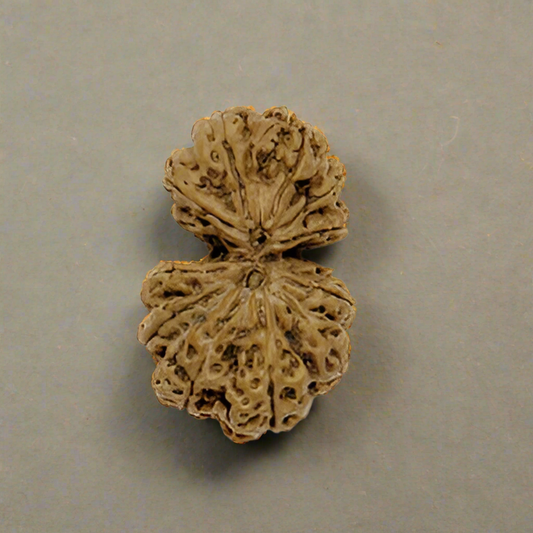 Gaurishankar Rudraksha