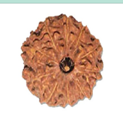 10 Mukhi Rudraksha bead