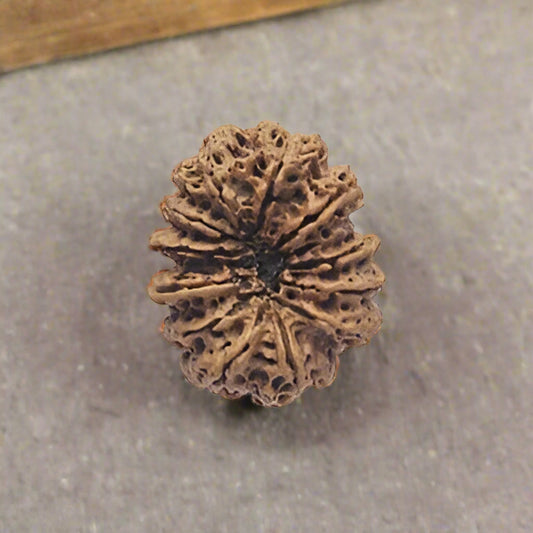 Nepali Rudraksha