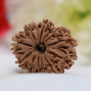 12 Mukhi Nepali Rudraksha
