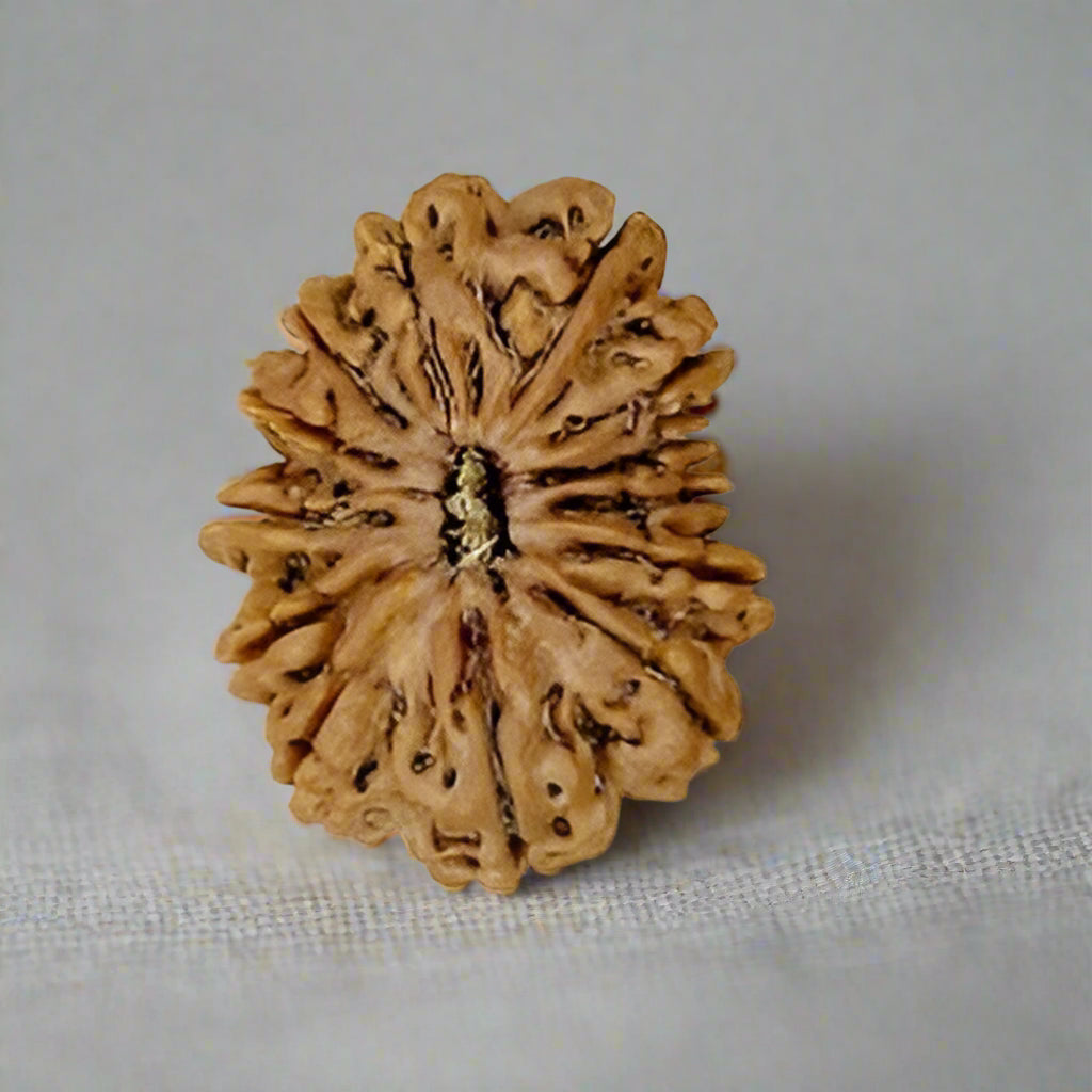 13 Mukhi Nepali Rudraksha