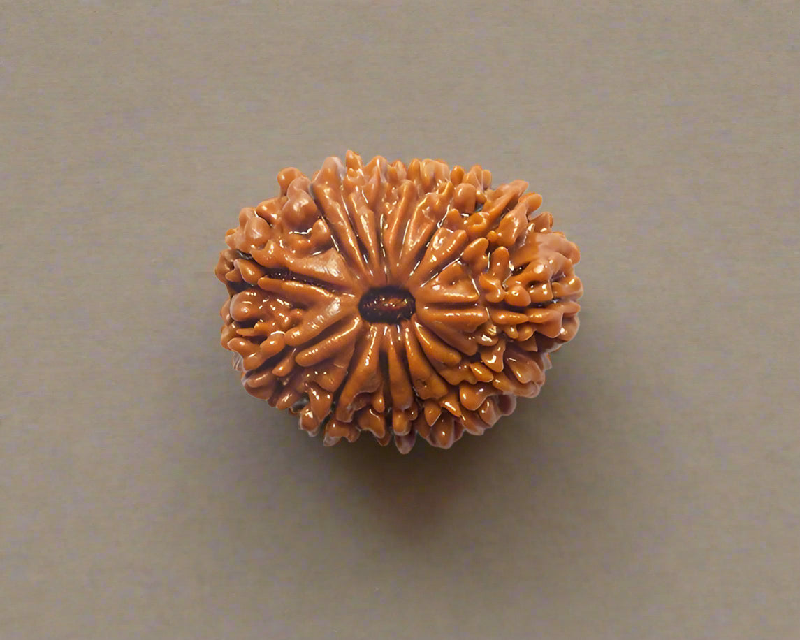 14 Mukhi Rudraksha
