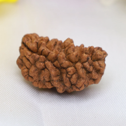1 Mukhi Rudraksha Half Moon Bead for Lord Shiva’s Blessings