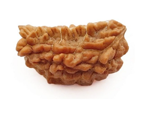 1 Mukhi Nepali Rudraksha