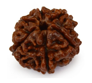 6 Mukhi Nepali Rudraksha
