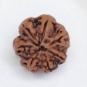 7 Mukhi Nepal Rudraksha bead