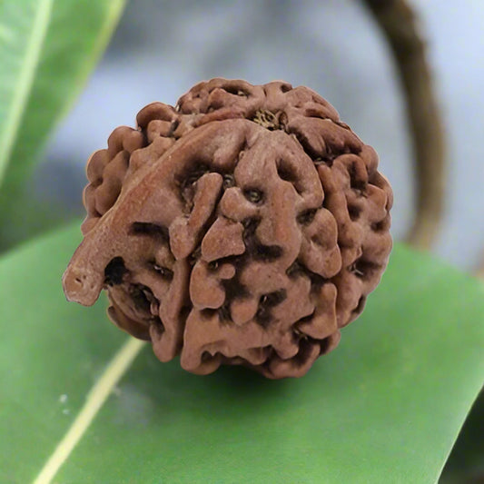 Large Ganesha Rudraksha Bead from Nepal 