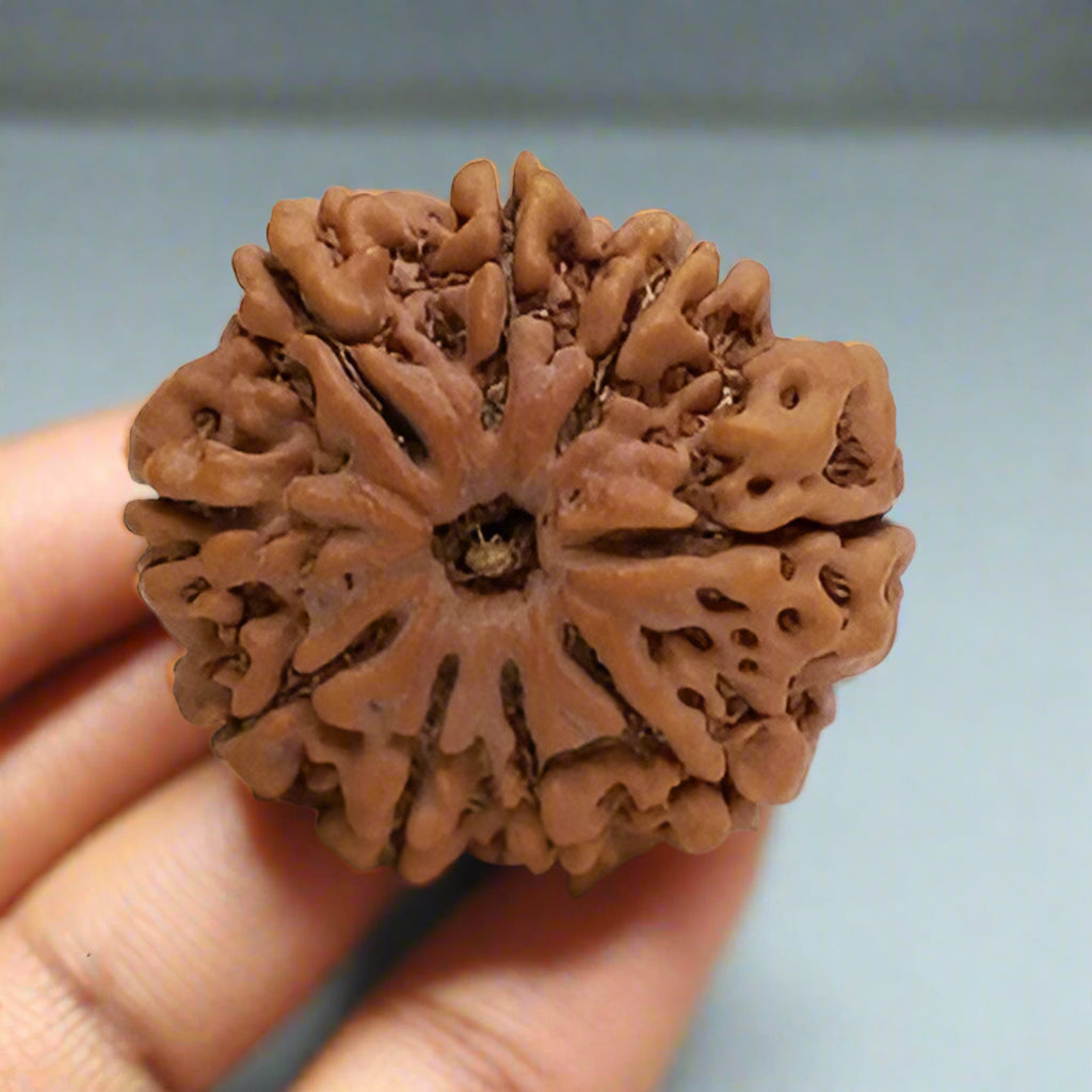 9 Mukhi Rudraksha Bead