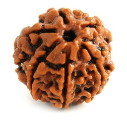 Nepali Rudraksha Bead